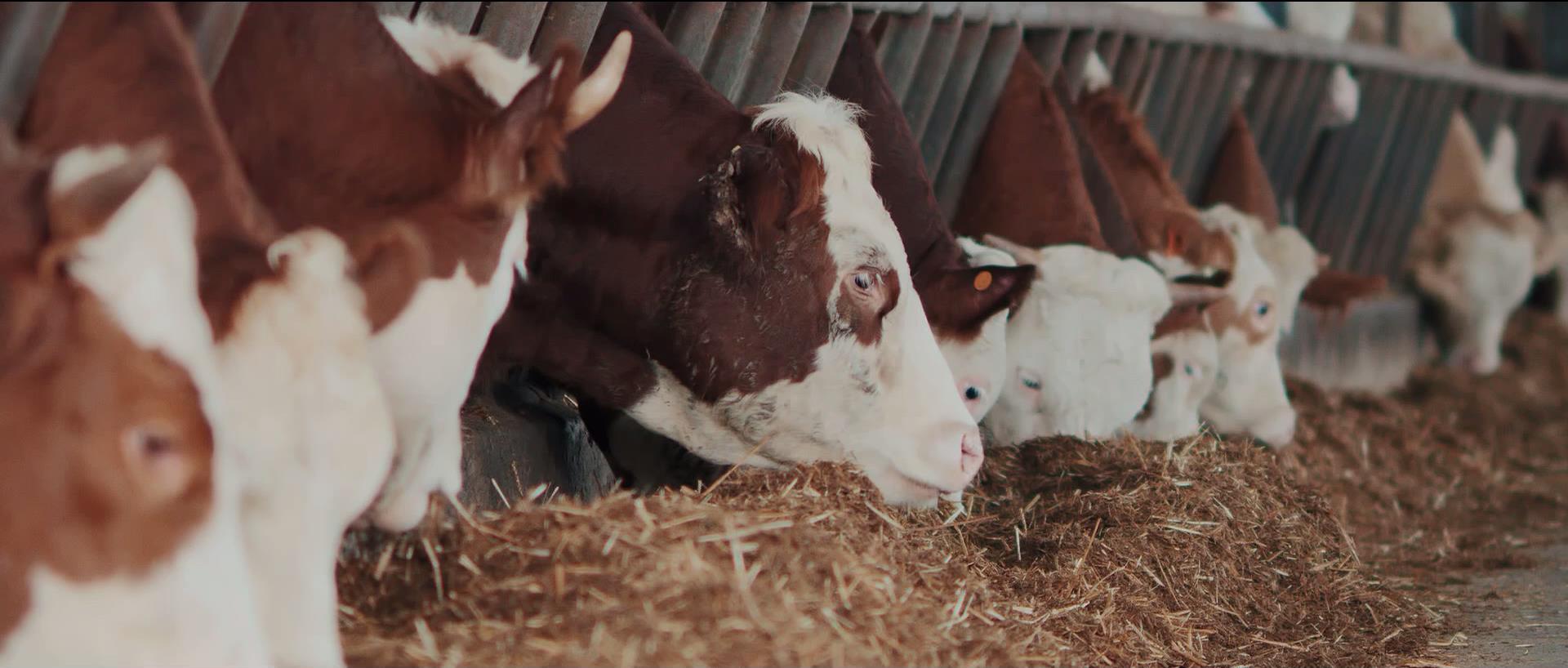 ��yun�����������