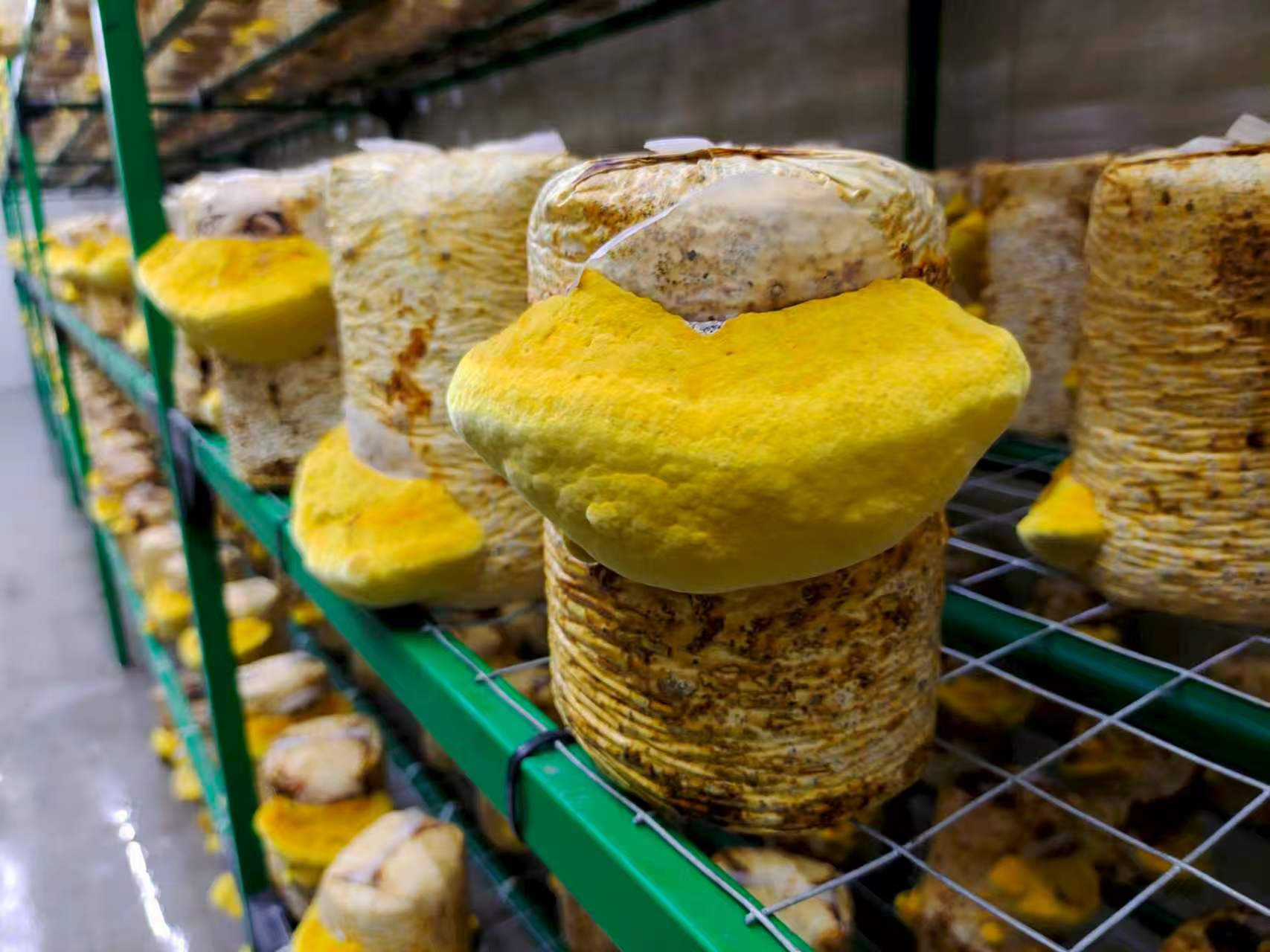 ��yun�����������